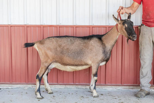 maple Alpine Doe