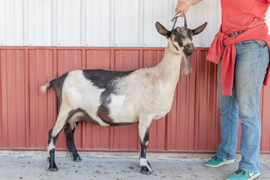 Fabric Alpine doe