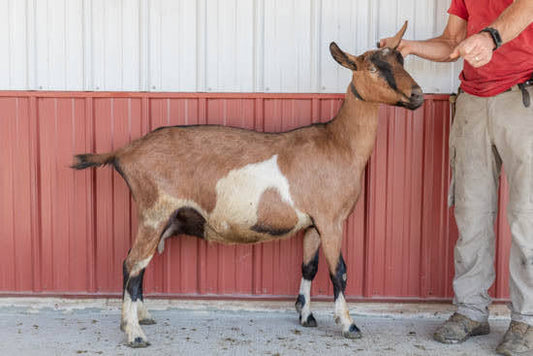 hepra Alpine doe 