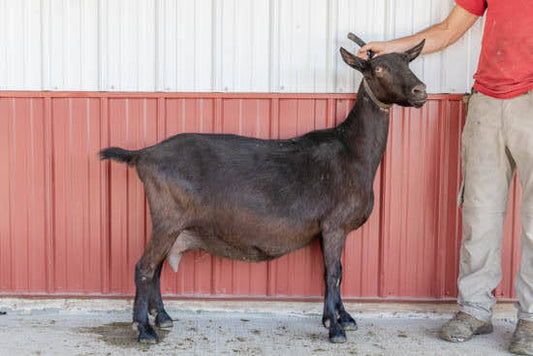 Sierra Alpine Doe