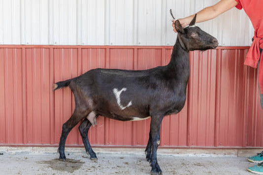 Sesame Alpine Doe 