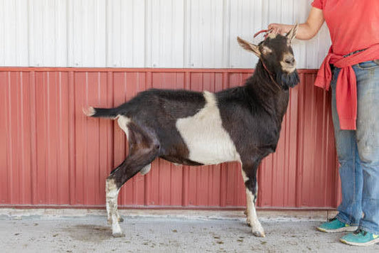 Sareem Alpine Buck