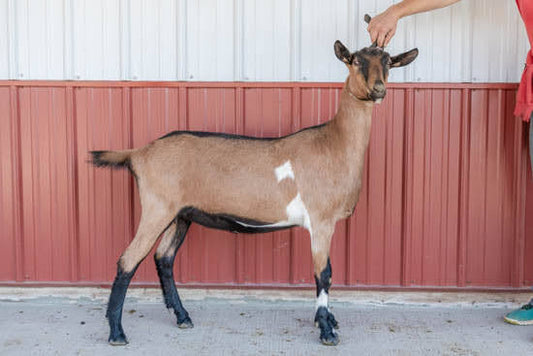 Zandra D Alpine Doeling