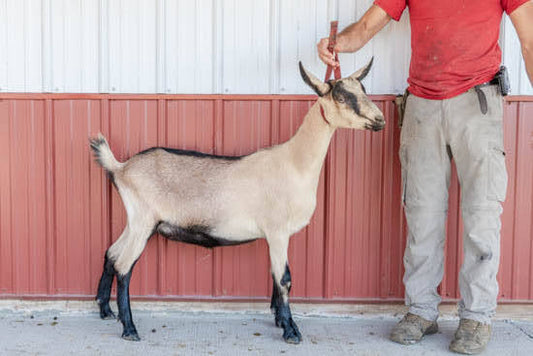 Feya Alpine Doeling