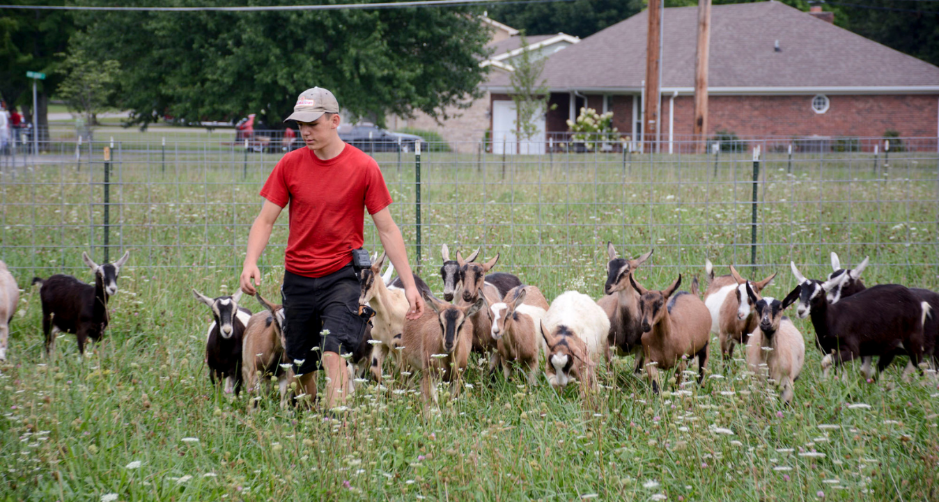 greyden leading alpine dairy goats