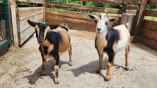 nigerian dwarf doelings