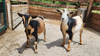 nigerian dwarf doelings