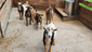nigerian dwarf kids