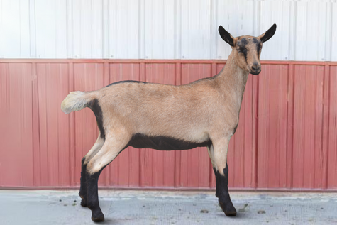 alpine goat farley