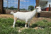 Goat Milk Stuff Nigerian Dwarf Doe