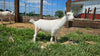goat milk stuff nigerian dwarf doeling