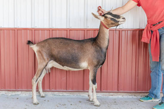 alpine dairy goat