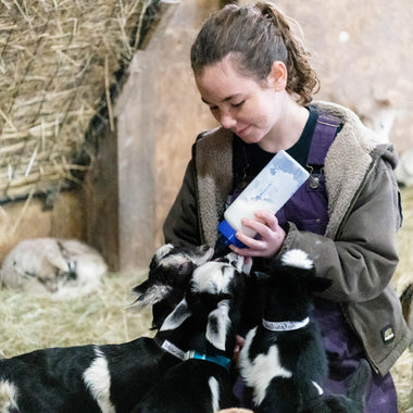 indigo feeding baby alpine dairy goats