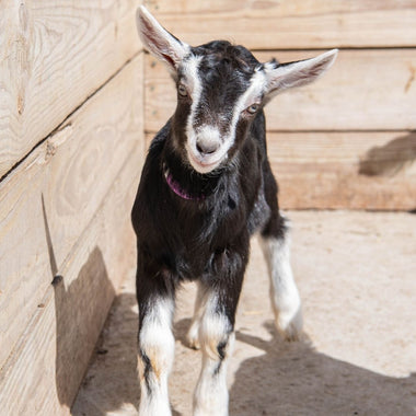 alpine baby goat