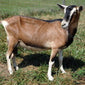 Persephone - Alpine Dairy Goat in Southern Indiana