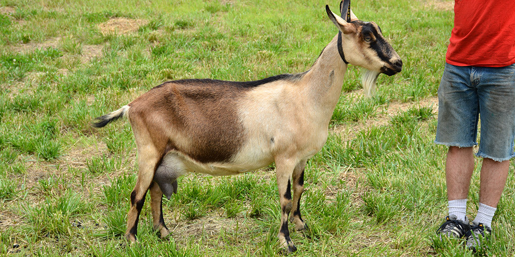 Fable - Alpine Dairy Goat in Southern Indiana 2017
