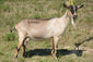 Fable - Alpine Dairy Goat in Southern Indiana 2018