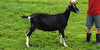 Felicity - Alpine Dairy Goat in Southern Indiana