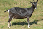 Felicity - Alpine Dairy Goat in Southern Indiana 2018