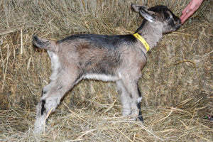 Fern - Baby Alpine Dairy Goat in Southern Indiana 