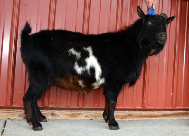 Duncan Nigerian Dwarf Buck