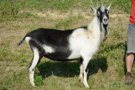Gelato - Alpine Dairy Goat in Southern Indiana Buck