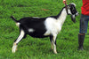 Gelato - Alpine Dairy Goat in Southern Indiana