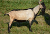 Hades - Alpine Dairy Goat in Southern Indiana side