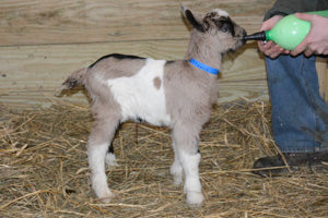 Hannah - Baby Alpine Dairy Goat in Southern Indiana