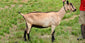 Idina - Alpine Dairy Goat in Southern Indiana