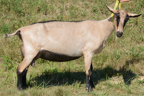 Idina - Alpine Dairy Goat in Southern Indiana