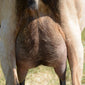 Idina - Alpine Dairy Goat in Southern Indiana Udder