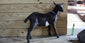 Jayna - Baby Alpine Dairy Goat in Southern Indiana