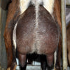 Jemima - Alpine Dairy Goat in Southern Indiana Udder