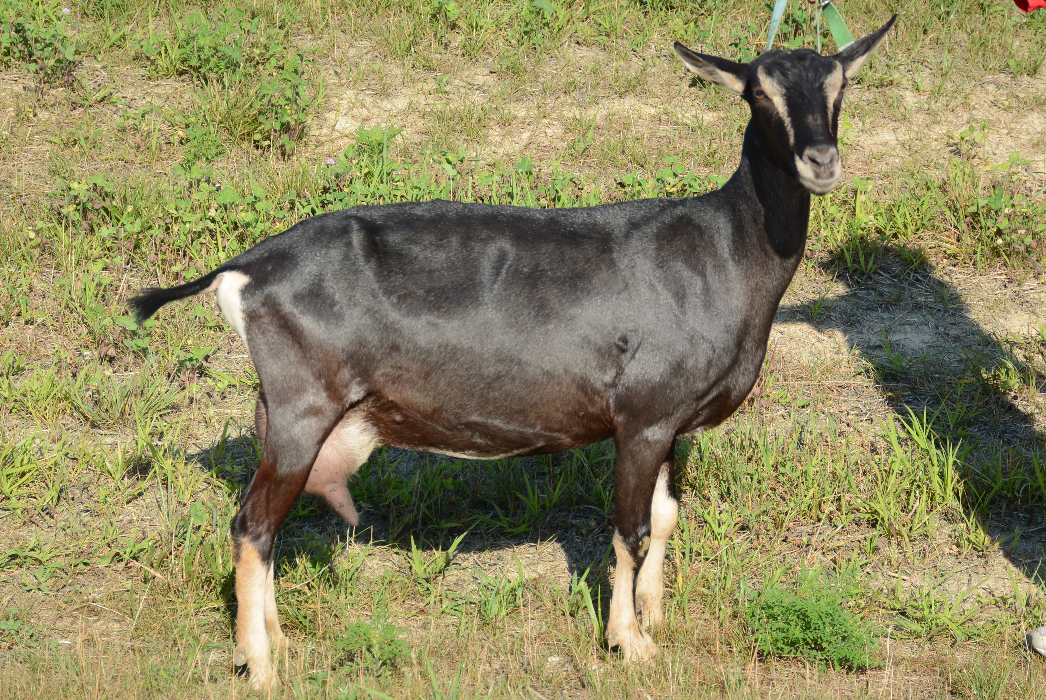 Jemima - Alpine Dairy Goat in Southern Indiana