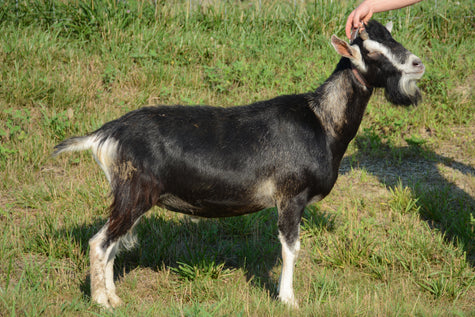 Phantom - Alpine Dairy Goat in Southern Indiana