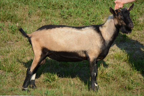 Rachmaninoff - Alpine Dairy Goat in Southern Indiana