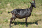 Sierra - Alpine Dairy Goat in Southern Indiana