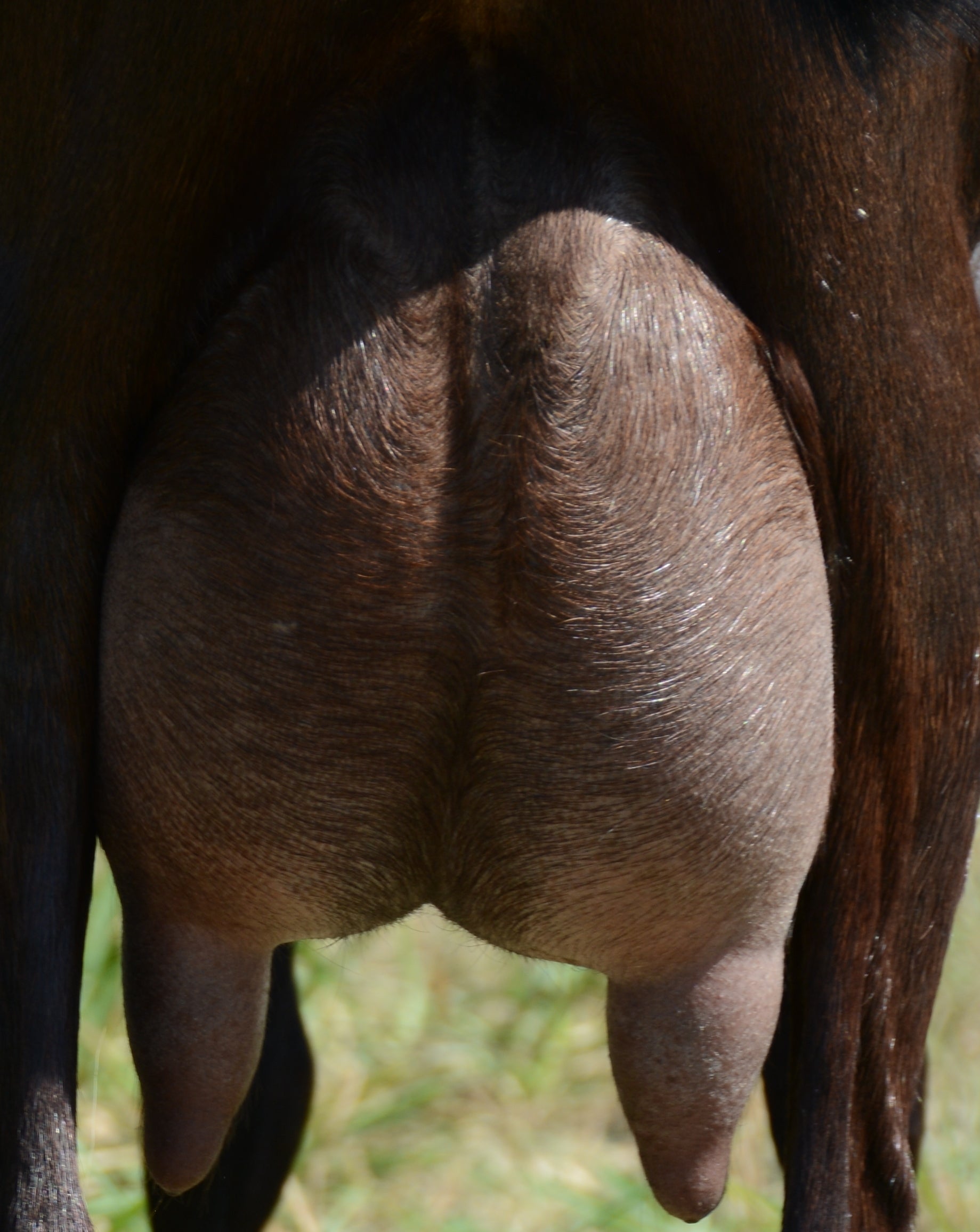 Sierra - Alpine Dairy Goat in Southern Indiana Udder