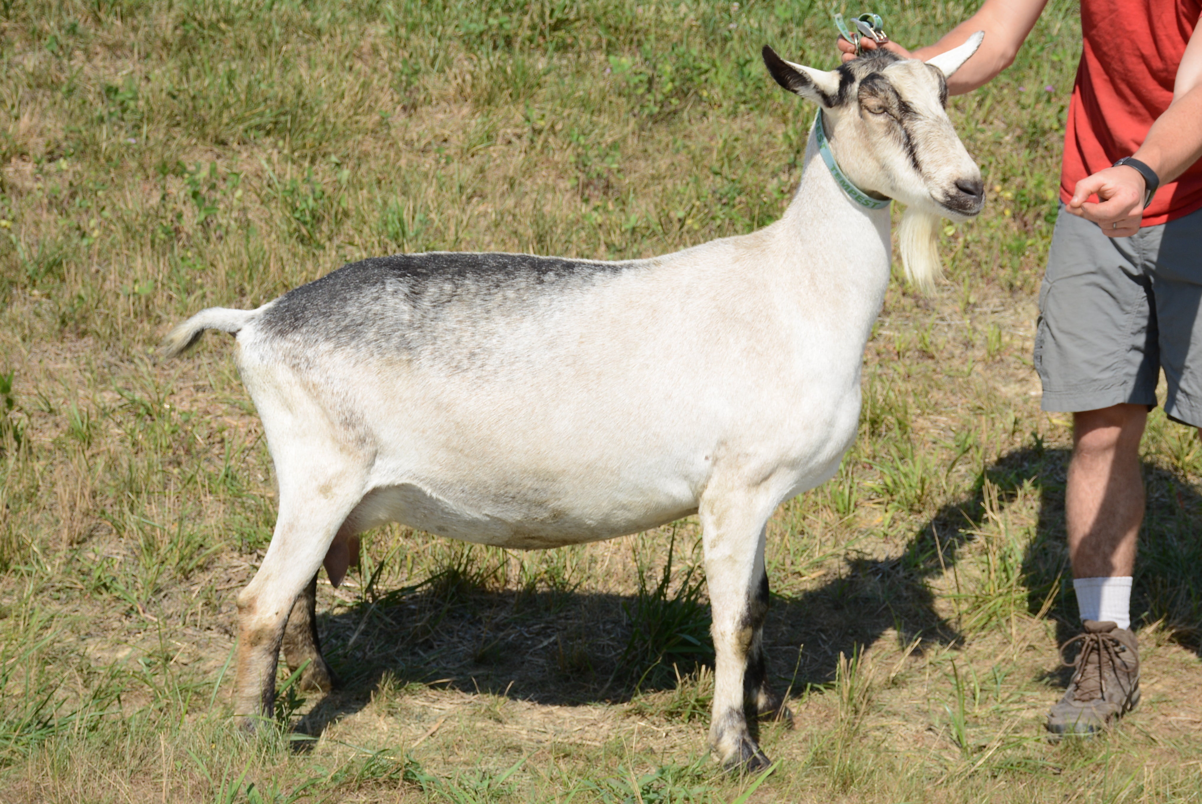 Siren - Alpine Dairy Goat in Southern Indiana