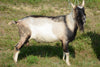 Steven - Alpine Dairy Goat in Southern Indiana