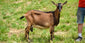 Tapioca - Alpine Dairy Goat in Southern Indiana