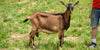 Tapioca - Alpine Dairy Goat in Southern Indiana