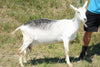 Tapanzee - Alpine Dairy Goat in Southern Indiana