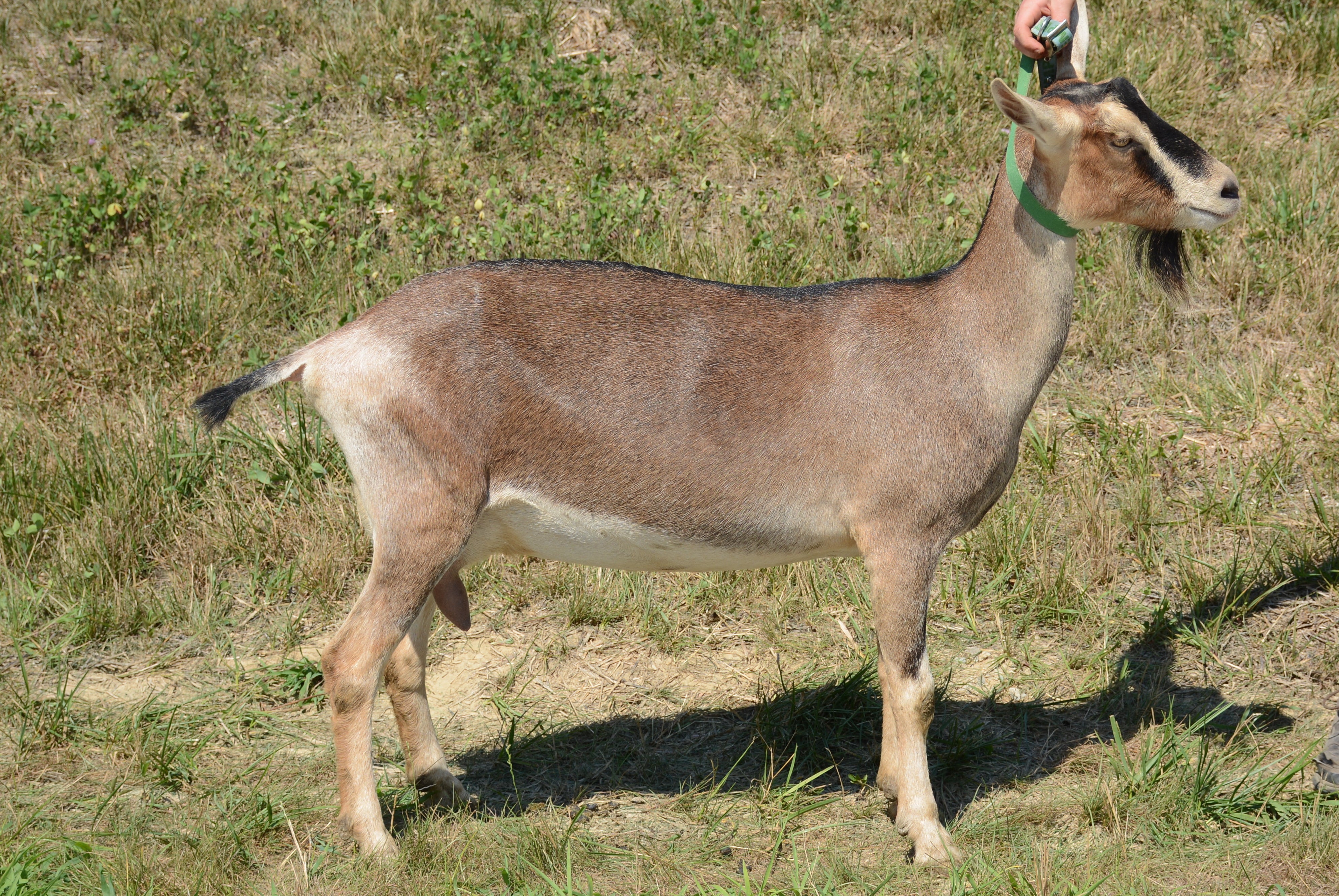 Teal - Alpine Dairy Goat in Southern Indiana