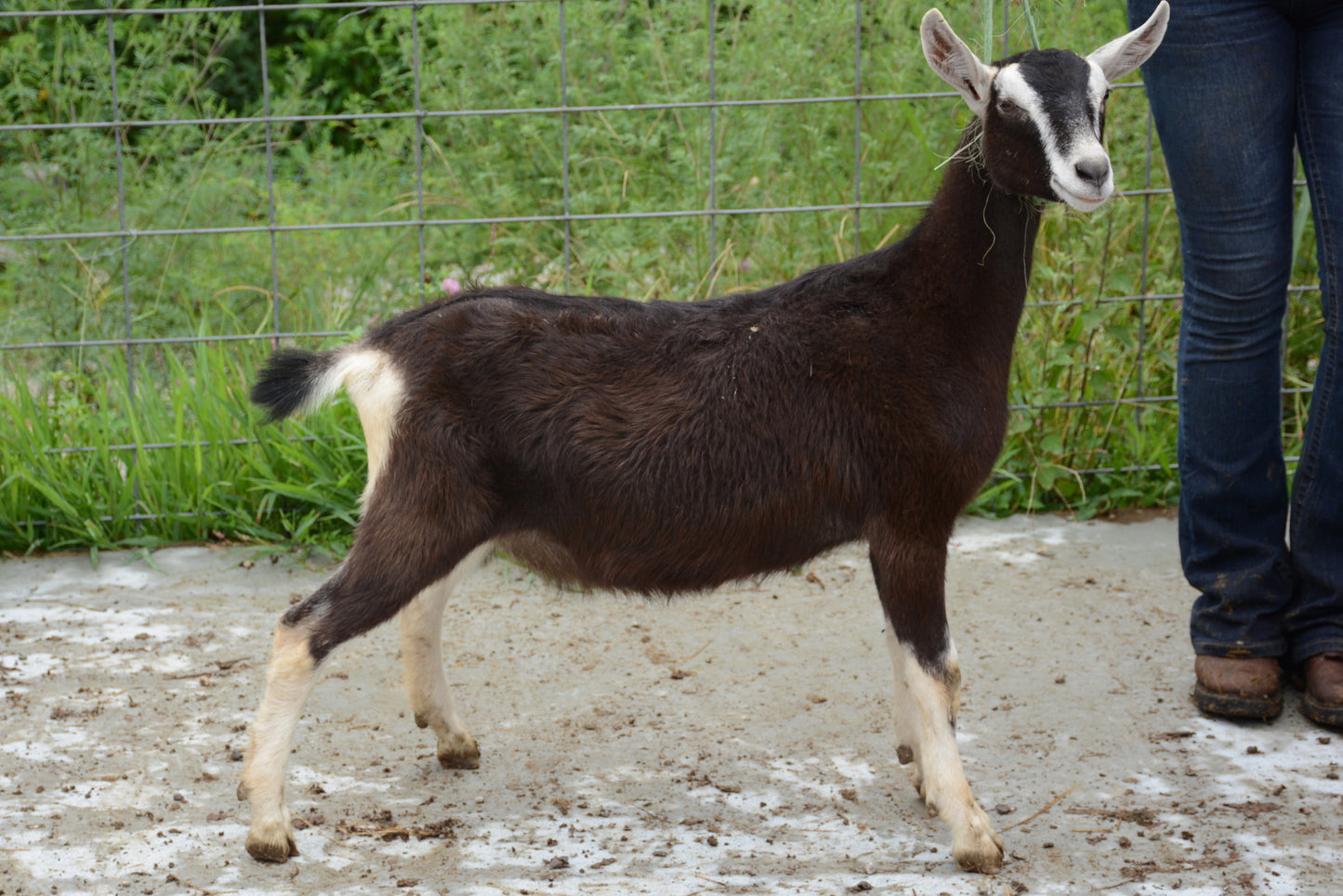 Teatime Alpine Doe