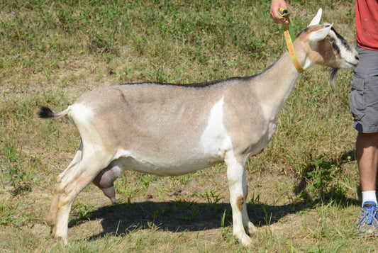 Alpine Milker Waiting List