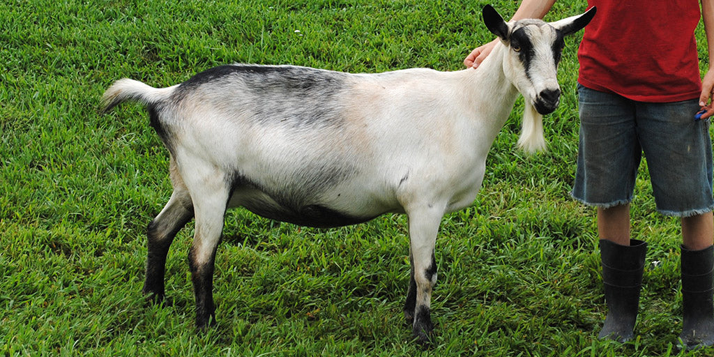 Valley - Alpine Dairy Goat in Southern Indiana