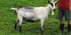 Valley - Alpine Dairy Goat in Southern Indiana