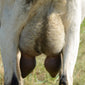 Valley - Alpine Dairy Goat in Southern Indiana